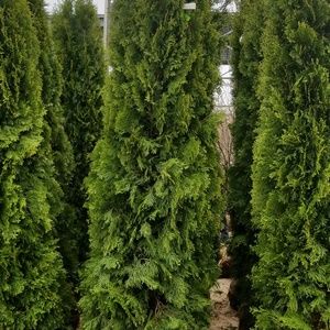 Meet your Posher, Adan